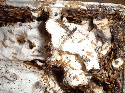 élimination-colonie-termites-2